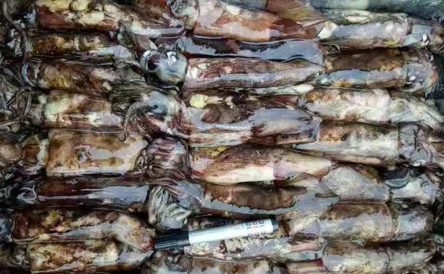 块冻成品装箱实拍
